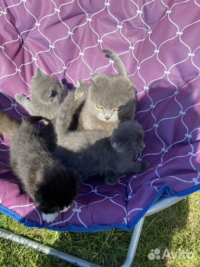 Вислоухие котята