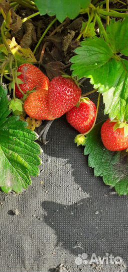 Рассада клубники Альба, Клери, Ами