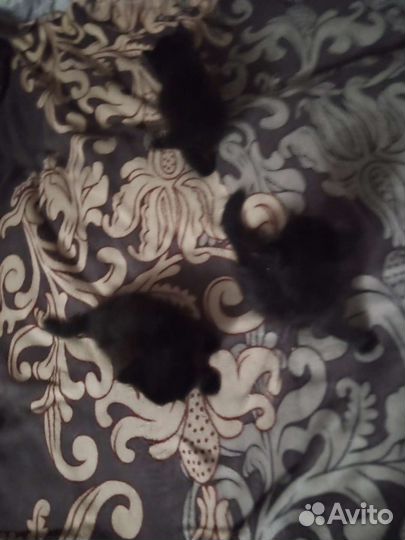 Отдам котят в добрые руки два кота и и одна кошка