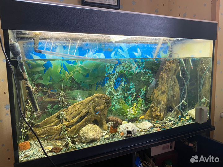 Аквариум 200 л с тумбой, оборудованием и рыбами