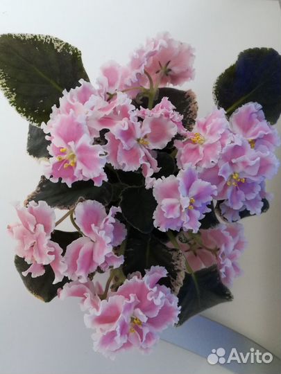 Фиалка сортовая. Пермь, п.Ферма, п.Горный,с.Фролы