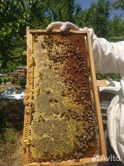 Мед натуральный майский