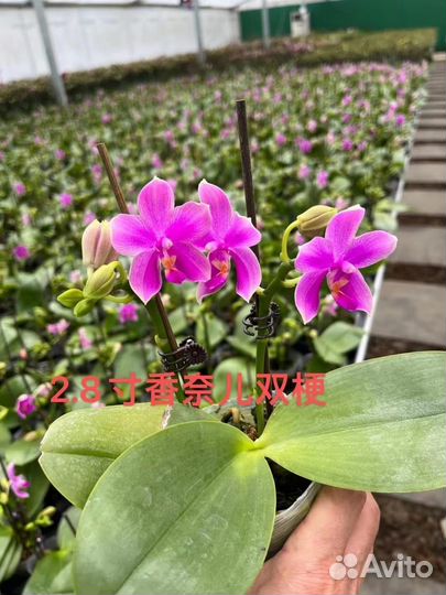 Орхидея фаленопсис бабочка и арома азия