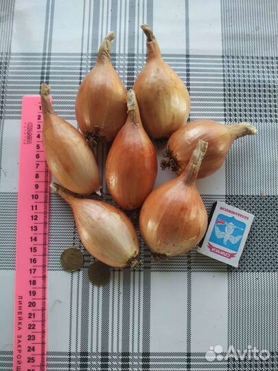 Лук-Шалот Чеснок Почтой домашний