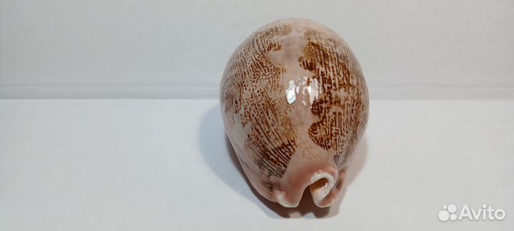Ципрея Мапа 7,9 морская ракушка раковина
