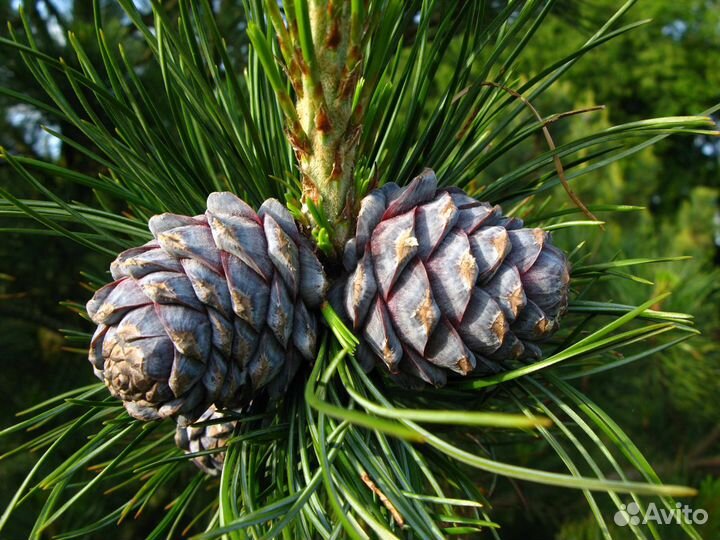 Кедровая сосна - фото черенка по запросу