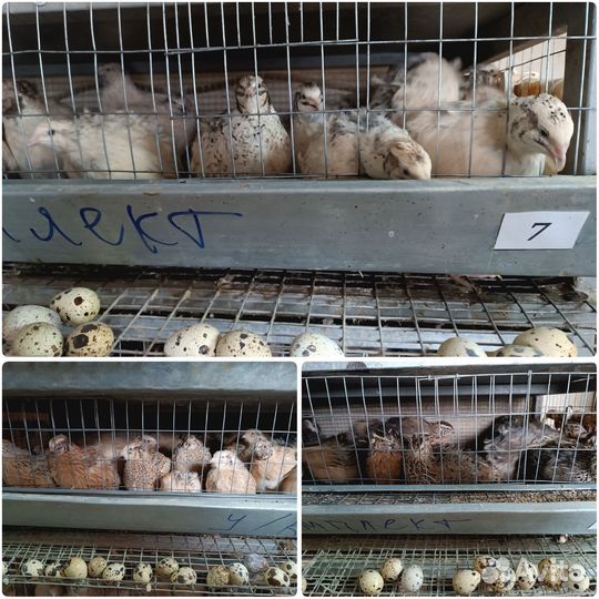 Инкубационное яйцо перепелов