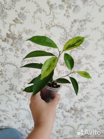 Фикусы сортовые