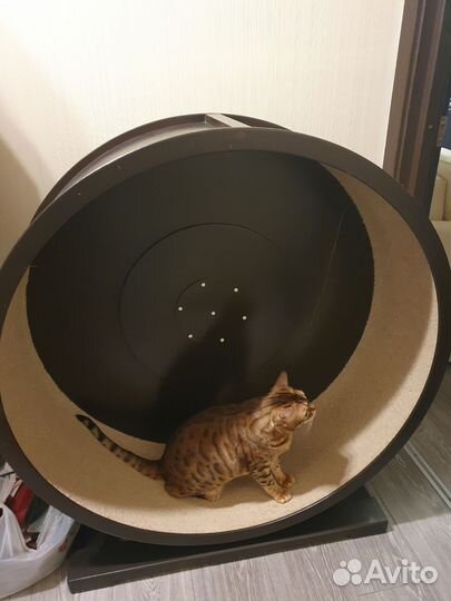 Беговое колесо для кошек