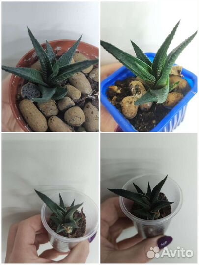 Кактус