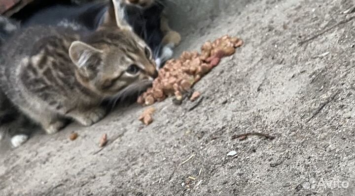Котенок в добрые руки