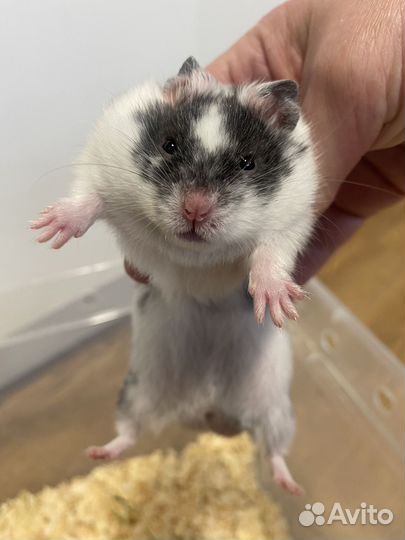 Сирийские хомяки