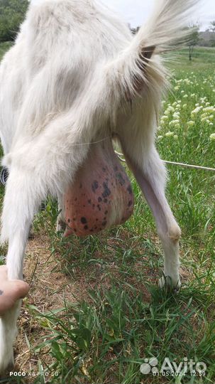 Коза с козлятами козел