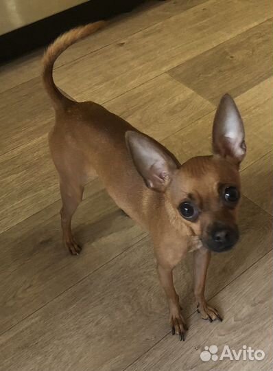 Маленькая собака