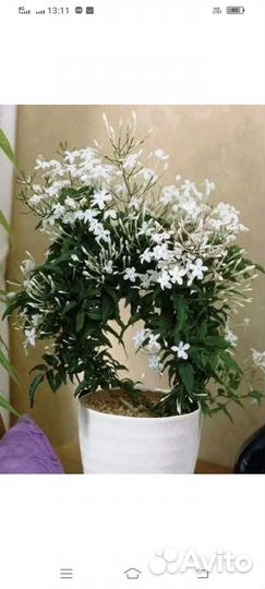 Комнатные растения.Жасмин,Бегония Элатиор