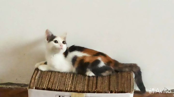 Кошки в добрые руки бесплатно