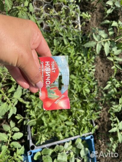 Рассада огурцов и помидор