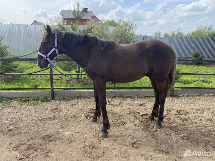 Жеребчик, годовичок