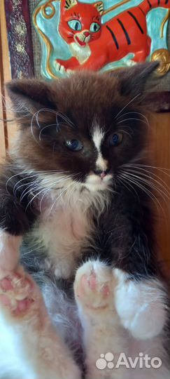 Сибирская котёнок девочка Моника