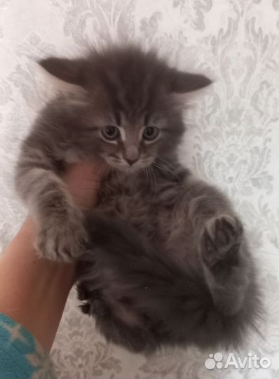 Сибирский котик