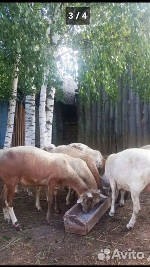 Овцы бараны