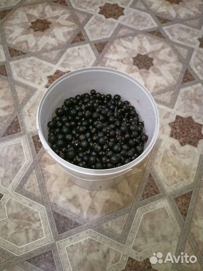 Черная смородина сладкая