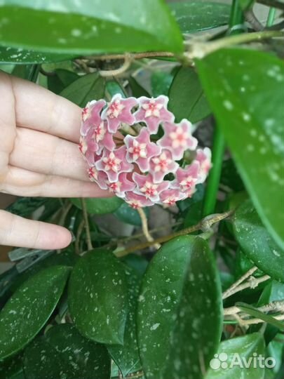 Цветок Хоя восковая