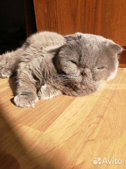 Флорариум суккуленты