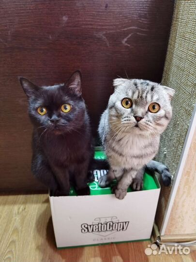 Шотландские котята