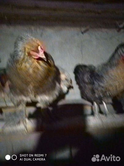 Куры домашние,возраст год, куры брама 4 + петух