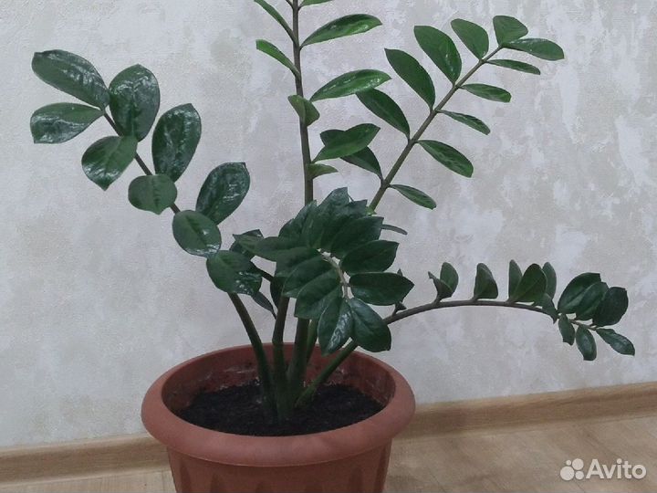 Замиокулькас