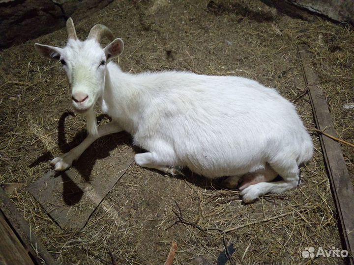 Коза дойная. Козлик.продам