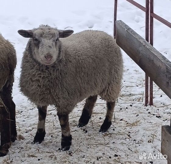 Овцы, бараны, ягнята дорпера, катум, мясо баранина