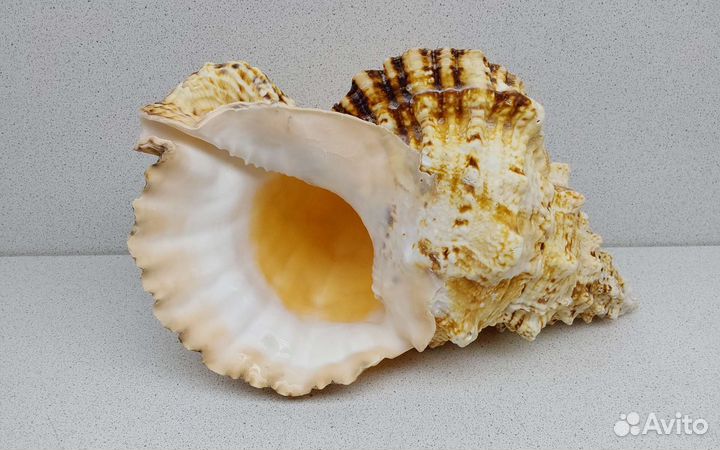 Бурса Буба 25,9 морская ракушка раковина