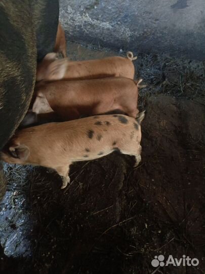 Поросята. Гибриды дюрка