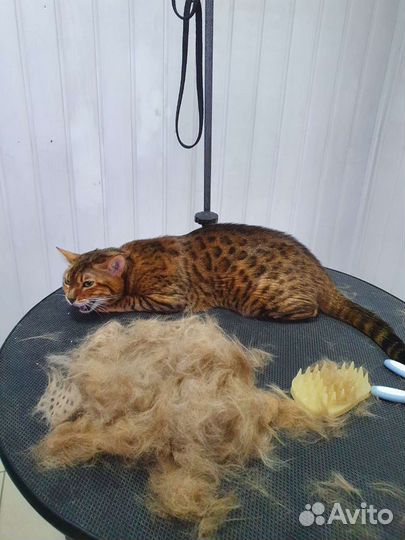 Стрижка собак, груминг, кошки