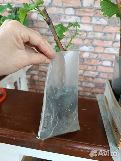 Саженцы винограда