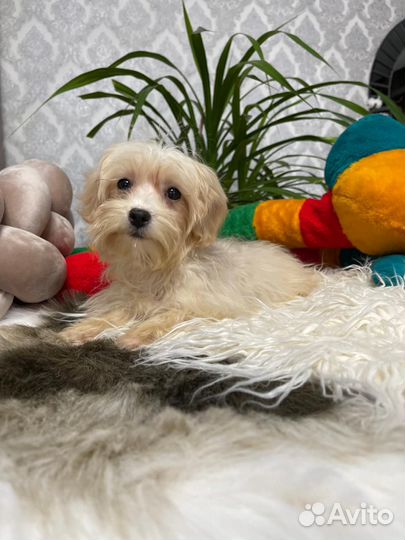 Мальтипу карамелька