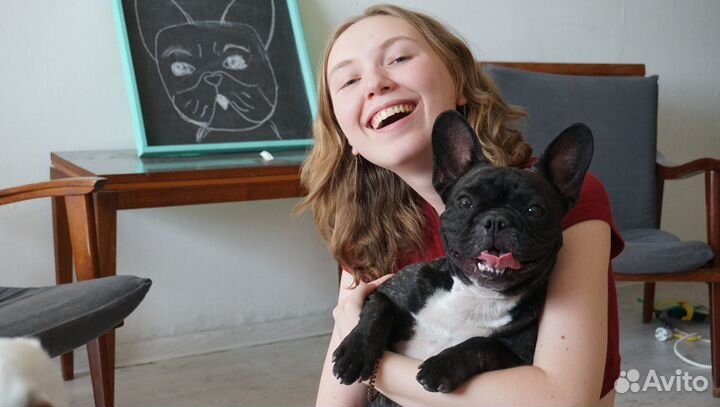 Передержка собак