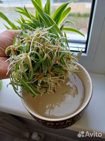 Хлорофитум