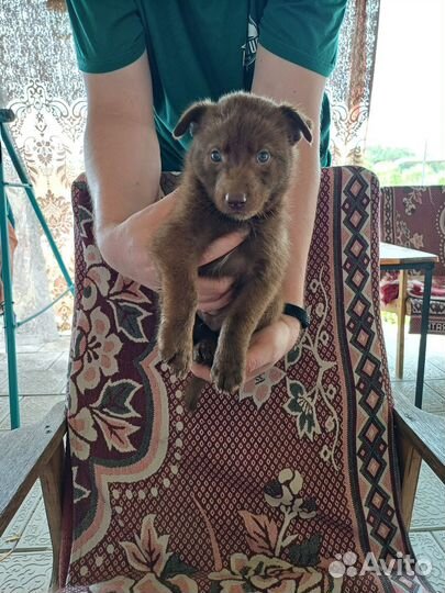 Собака в добрые руки щенок