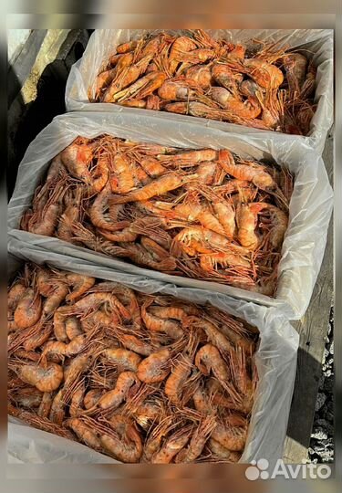 Креветка Северная