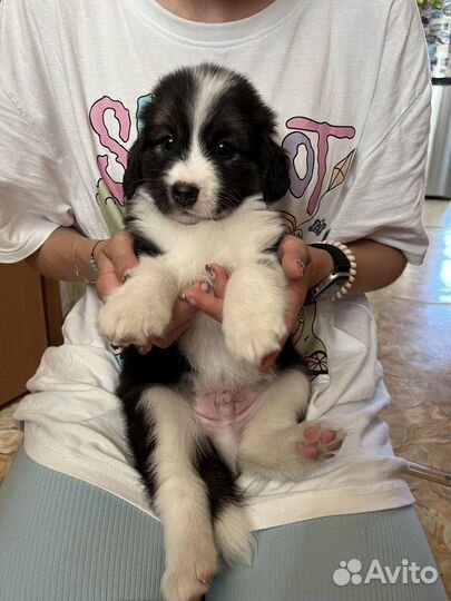 Щенки в добрые руки