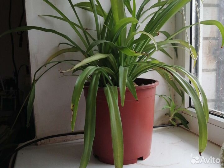 Хлорофитум