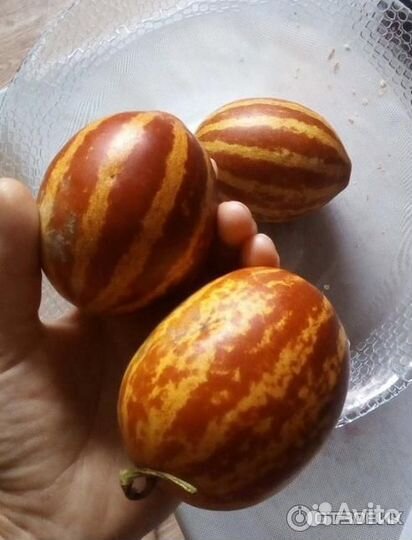 Дыня хошимина