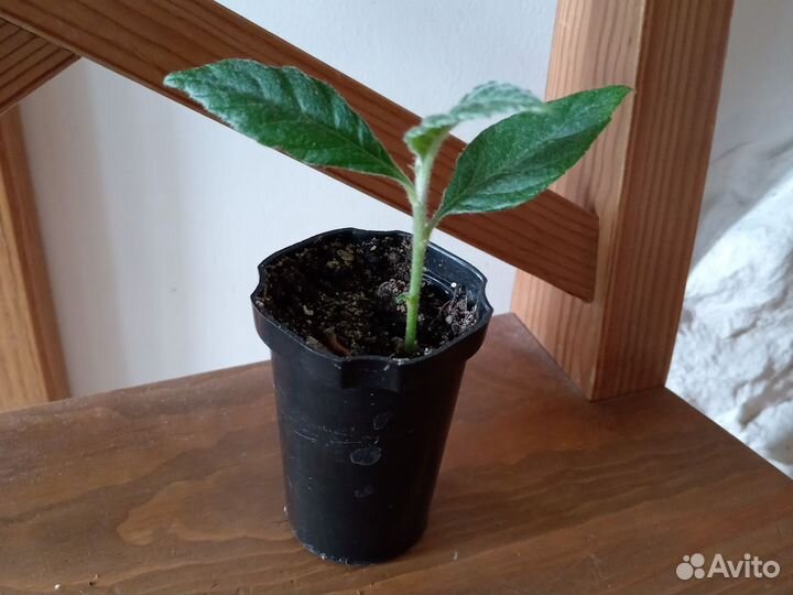 Мушмула японская