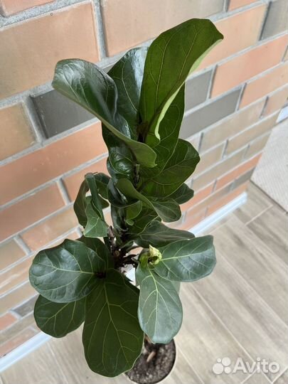 Фикус лирата