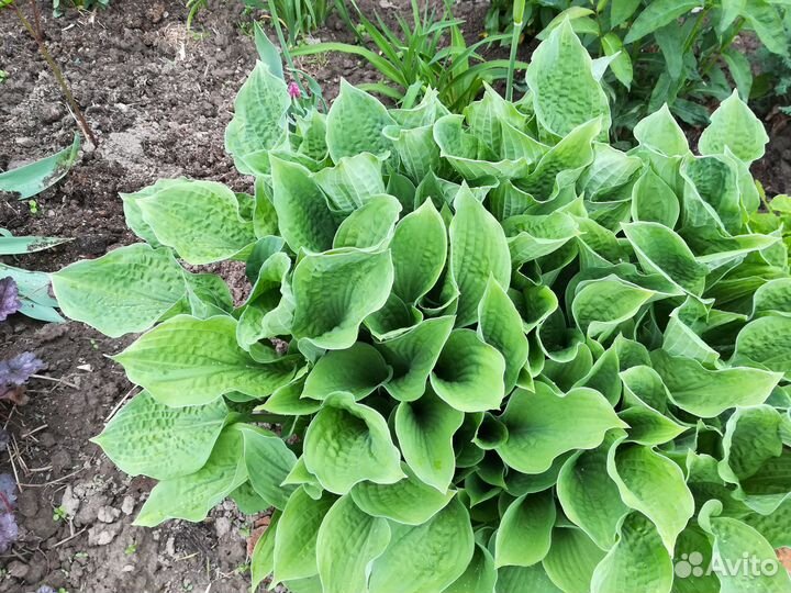 Саженцы хосты