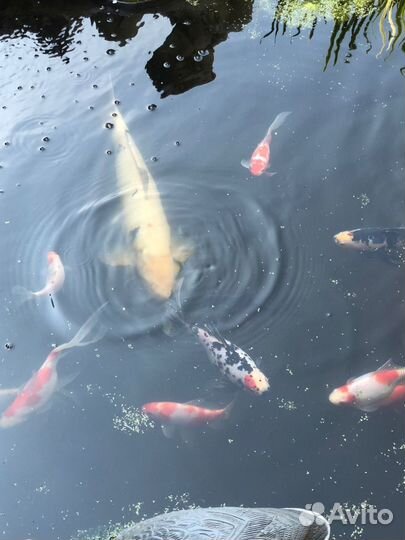 Рыбка комета