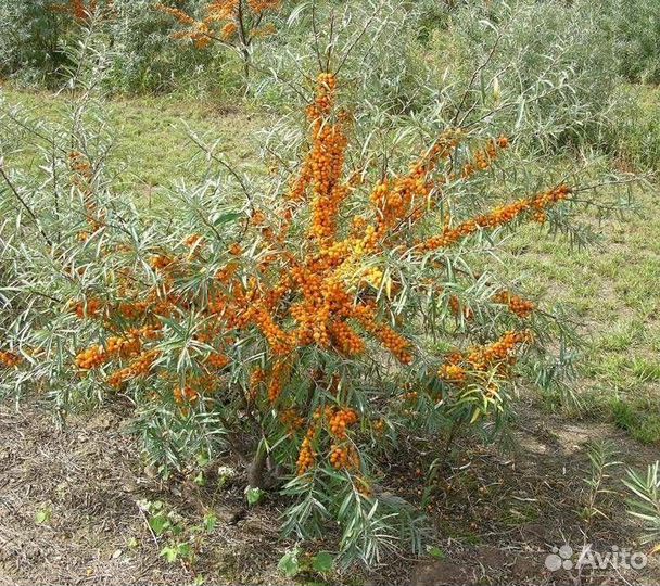 Саженцы плодовых деревьев